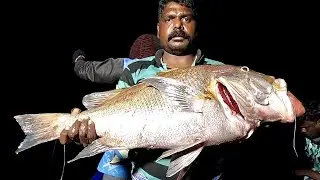 Catching Blubberlip Snapper, Marine Cat Fish & Grouper Fish in the Sea