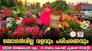 ബൊഗൈൻവില്ല ചെടികളിൽ പൂക്കൾ നിറയാൻ ഈ കാര്യങ്ങൾ ശ്രദ്ധിക്കാം|best fertilizer for bougainvillaplants