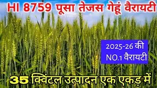 HI 8759 पूसा तेजस गेहूं वैरायटी की संपूर्ण जानकारी / HI 8759 Pusa Tejas Gehu / Gehu Ki Kheti 2025-26