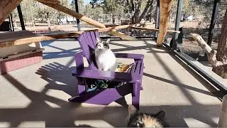 Tiny Adirondack Chairs Made for Cats at Best Friends Animal Sanctuary