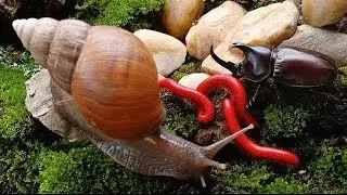 Millipede, Snail & Rhino Beetle Coexistence! Rare Wildlife Footage #millipede  #MillipedeEncounter