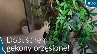Terrarium dla Gekona orzęsionego😱 Próbuje rozmnożyć!