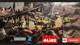 من مزرعة إنتاج دجاج الفيومي ودندراوي وخليض سولالات من البداية معلومات مهمة خيرات بلادي