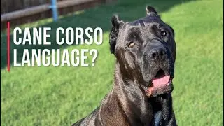 Do You Speak Dog? I Do...