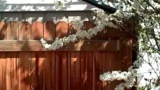 SPRING COLOR (Original Song by Nancy Kelly)