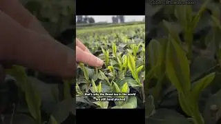 modern VS traditional way of harvesting tea leaves #shorts #tea #agriculture #teadrink