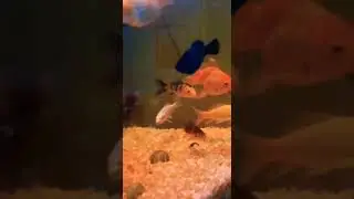 Lovely 🐟🐠#petsshorts #loveanimals #mashallah