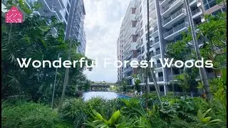 Wonderful Forest Woods