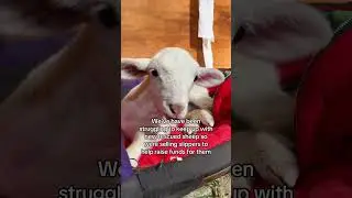 Happy Saturday 🥺❤️ #foundation #sheep #sanctuary #slippers #stray