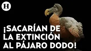 &iquest;Revivir&aacute;n la especie? Empresa de biotecnolog&iacute;a e ingenier&iacute;a gen&eacute;tica busca revivir al p&aacute;jaro dodo