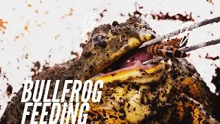 African Bullfrog Beslenme Zamanı - Pyxicephalus adspersus