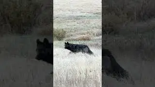 11 strong wolf pack at 40 YARDS!