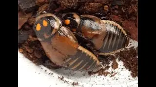Warty Glow Spot cockroaches showing newly born nymphs.  Lucihormetica verrucosa. NO SOUND.
