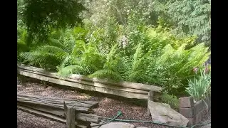 The Prolific Fern Garden