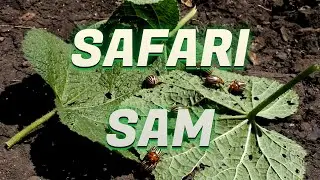 Building a Micro Habitat with Safari Sam