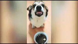 Cat Cake😼 Cutting style And hapist animal funny moments video 😀llDogy enjoyemet this timell Blue top