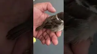 Eurasian tree sparrow Little baby🐥bird #short#shortsviral#tending#youtubeshorts#reel#nature#sound