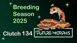 Clutch 134: Are You Feeling Lucky? | Future-Morphs