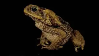 Giant Toad, Rhinella marina buccal pumping