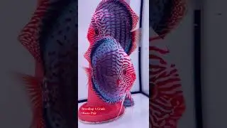 ||Breeding A Grade Discus Pair|| || Discus Pair With Babies || #shorts #aquarium #Discus #breeding