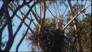 Video 2014 06 08 083109