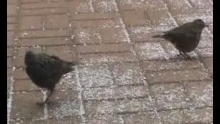 Birds * My friends *