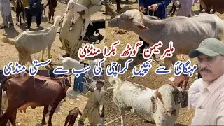  Malir Memon Goth Bakra Mandi latest update 
