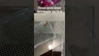 показ всех моих питомцев 6 часть