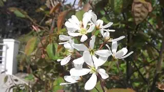 Amelanchier 'Lamarkii' DSCF4788