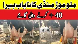 Today Malumor Cow Mandi Fresh Rates Update I In Pk Janware Update#cow#malumoremandi