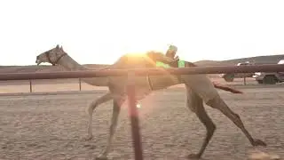 حذاري / للسيد محمد بن سليم الحويطي