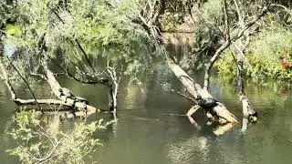 🐢 4 western snake neck turtles sunbathing on logs in Western Australia 🐢🐢🐢