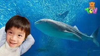 去日本看大鯊魚、坐摩天輪、看樂高玩具、試吃便利商店零食！Kids Aquarium Sea Animals Farris Wheel Lego Toys  | 小陶德 玩具開箱