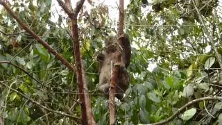 Sloth Climbing Tree