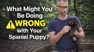 What might you be doing Wrong with your spaniel puppy?