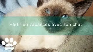 Chat en vacances : La check-list pour partir en vacances avec son chat  | Assur O'Poil