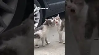 Cat vs Dog  The Ultimate Brain Cell Battle for Cottage Cheese! #petsrule #funny #catsdogs  #puppy