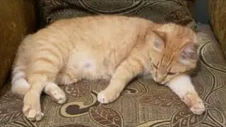 Cat Lovers - aktivitas cici Bobok siang