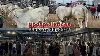 January 30, 2026 Quality Mga Baka, Torete At Ganadorin Lahat Pang Materyales.