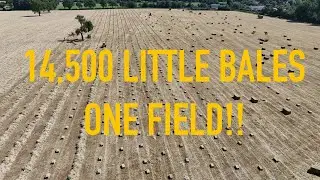 SMALL BALE HAY HARVEST 2024 SEASON Little Bales In A Big Way June Highlights
