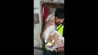 #Trending:Dogs Rescued by Samaritans in Kerala Floods #Dogs #DoForKerala