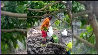 FARM LIFE IN THE PHILIPPINES 2