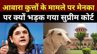 Street Dogs Case पर Supreme Court ने Menka Gandhi को लगाई जबरदस्त फटकार