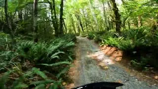 Beautiful forest road. || 790 ADV R.