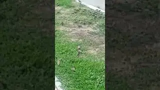 Воробьи налетели на траву Горец птичий (спорыш)
