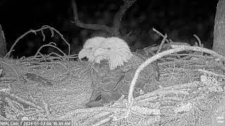 Gabby and Beau Sleep on Nest (American Eagle Foundation, NEFL)
