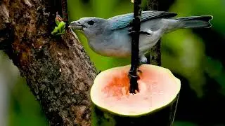 Sayaca Tanager: An Illustrious Visitor in the Backyard! (Thraupis sayaca), Sanha&ccedil;o-cinzento.