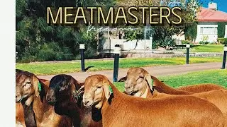 Meatmaster Ram Lambs @ 3 months!