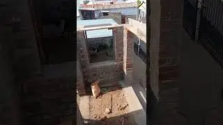 building contract 🧱🏫 centring work 🔨🪜⚒️