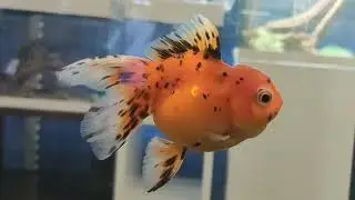 Quanto tempo un pesce rosso può stare senza cibo ?